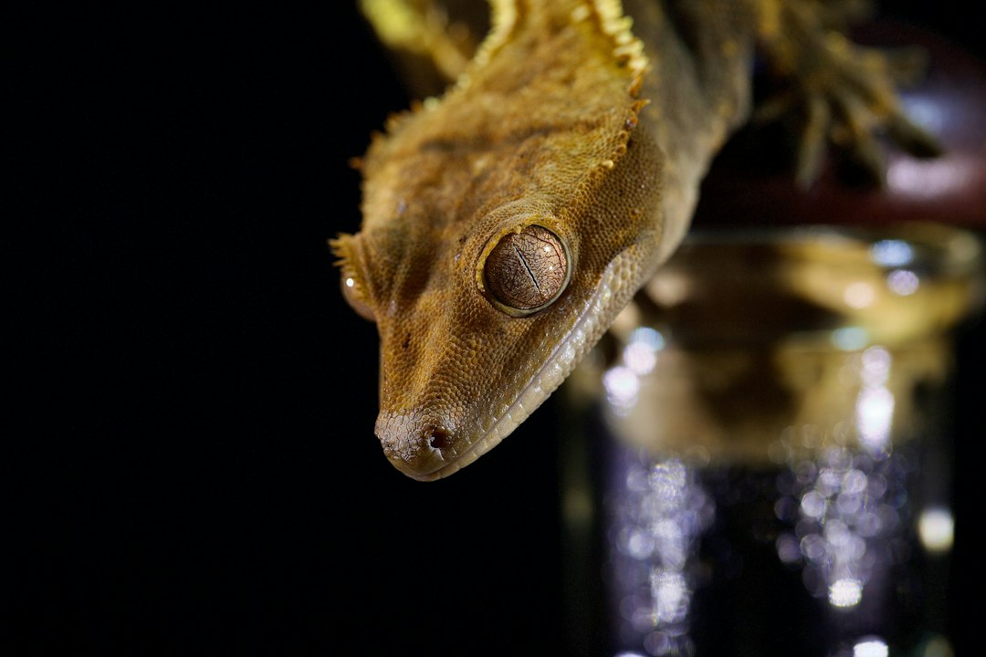 Photo Crested gecko food insects