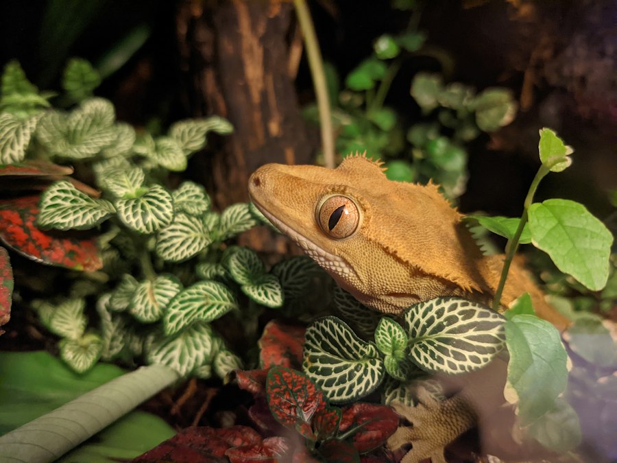 Gecko Nutrition pokarm dla gekona