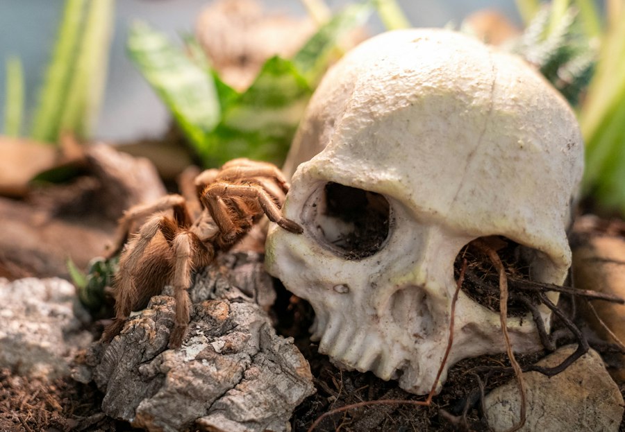 terrarium dla pająka
terrarium dla patyczaków