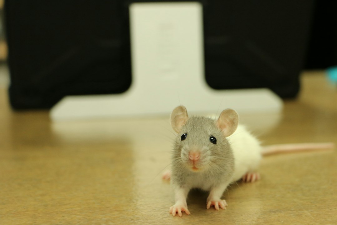 Photo frozen mice rats for snakes storage thawing size guide